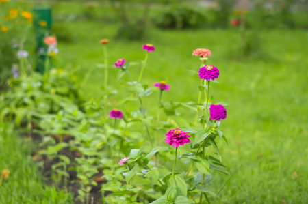 View at Saint Sophia's Cathedral Kiev, Ukraine. The main symbol of the Ukrainian Orthodox Church. dark gloomy sky atmosphere over the orthodox churchの写真素材
