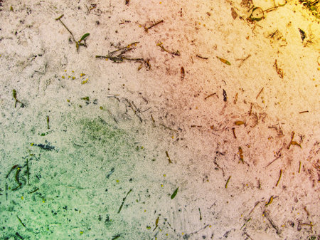 Sandy and rocky forest ground texture. Texture of the forest floor. Sand and pine needles. Organic texture with sand branches and rocks.の写真素材
