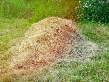 Hay haystack. Mown, withered grass. Background of dried hay harvested for livestock feeding.の写真素材