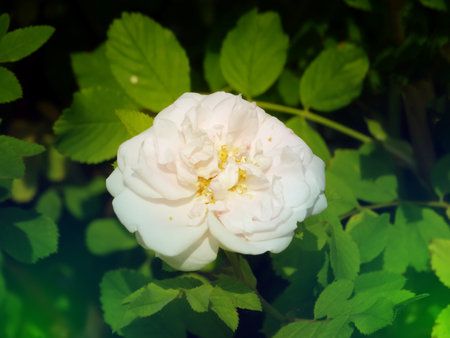 Beautiful english roses flowers in their natural Environment in the garden with green leaves in the backgroundの写真素材