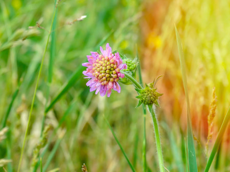 Close-up of a pink colored field scabious Knautia arvensis blooming on a green meadow.の写真素材