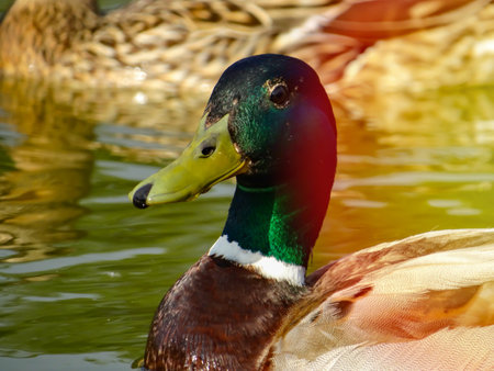 Male Mallard duck in the water. Close-up of male mallard head and beakの写真素材