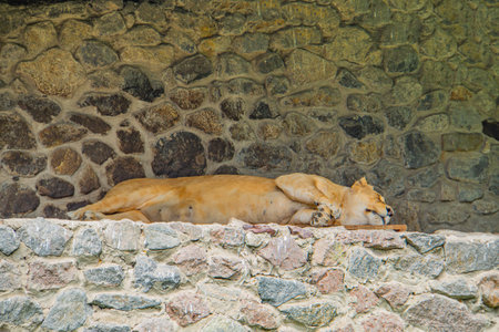 LIONESS SLEEPING IN SUN ON ROCK. A lioness Panthera leo lies and rests sleeping on gray rocks on a sunny day. Animals, mammals, predators. The lioness sleeps against a stone wallの写真素材