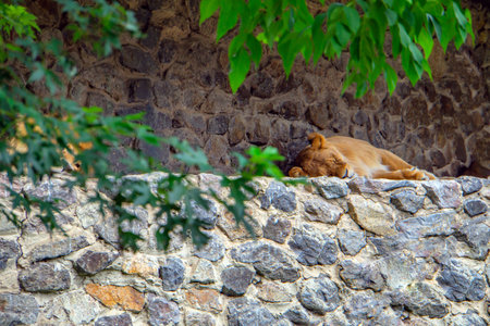 The Lion sleeps peacefully on some rocks. The lion sleeps on the rocks against a brick wall. A male lion sleeping peacefully after breakfast. A majestic sleeping lionの写真素材