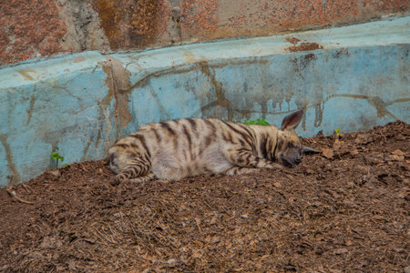 The striped hyena lies on the sand. close-up.の写真素材