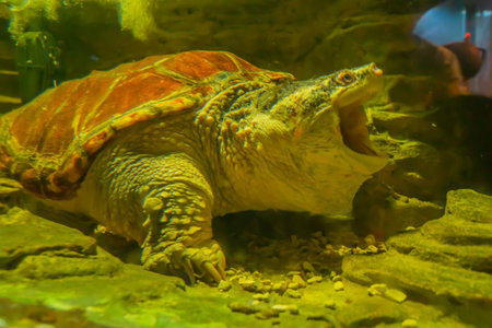 A close up portrait of a Common Snapping Turtle. A turtle under water with its mouth openの写真素材
