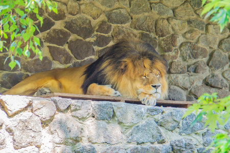 The Lion sleeps peacefully on some rocks. The lion sleeps on the rocks against a brick wall. A male lion sleeping peacefully after breakfast. A majestic sleeping lionの写真素材
