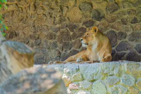 Laying lioness profile. big cat. Wild life safari. The lioness in the prifle, lying on the rocks with a stone background. masculinity strength and graceの写真素材