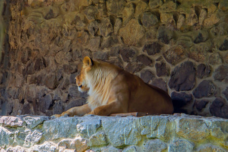Laying lioness profile. big cat. Wild life safari. The lioness in the prifle, lying on the rocks with a stone background. masculinity strength and graceの写真素材