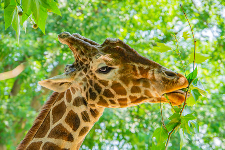 A giraffe profile portrait reaching for leaves with an outstretched neck and tongue reaching up to a high tree limb. Close-up of a giraffe eating leaves in a shady Kenya forest.の写真素材