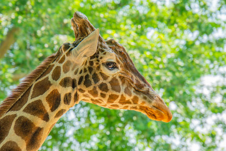 Giraffe head portrait in profile. In the background is a meadow with nice bokeh. Giraffe head in profile against a background of leavesの写真素材