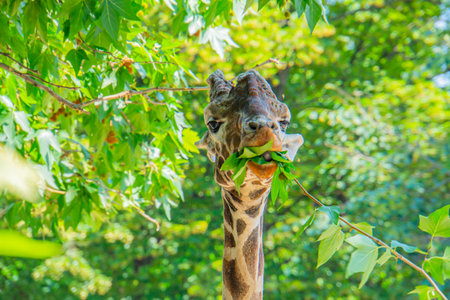 A giraffe profile portrait reaching for leaves with an outstretched neck and tongue reaching up to a high tree limb. Close-up of a giraffe eating leaves in a shady Kenya forest.の写真素材