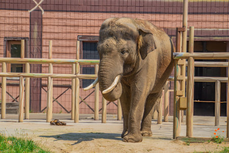 Elephant in the Kiev zoo, full side view photoの写真素材