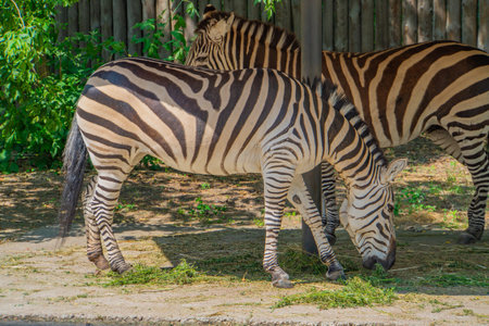 plains zebra, equus quagga, equus burchellii, common zebra. A zebra stands under the canopy, nibbling on the grass in a zooの写真素材