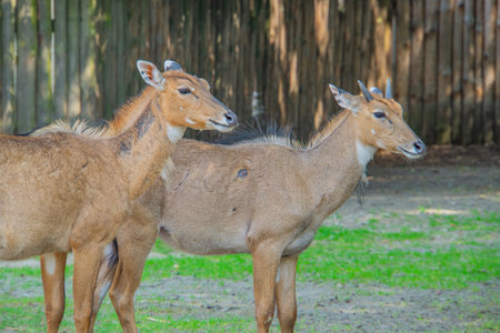 The common eland or Taurotragus oryx also known as southern eland or eland antelope live in the cage of zooの写真素材