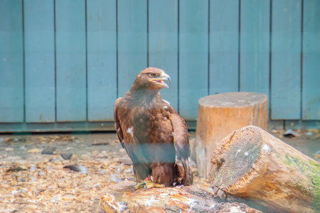 Photo of hunting bird berkut. Berkut - One of the most famous birds of prey of the hawk familyの写真素材