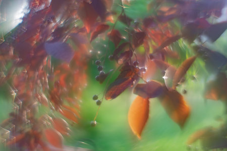 Red leaves of bird cherry against the blue sky. decorative stylized photoの写真素材
