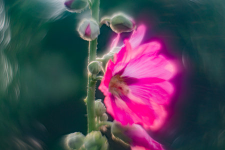 Pink flowers close up. High or Tall Mallow is Herbaceous biennial plant. Flowers large, showy, purple with dark venation. Malva Sylvestris is a species of the family Malvaceae. This herb is good food.の写真素材