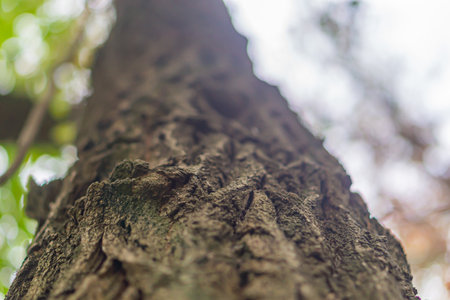 Photo of a tree trunk. The bark of the trunk is infested with pests. Bark destroyed by weather. Cracks and lichens on the surface of the trunk. Wood skin of tree textureの写真素材