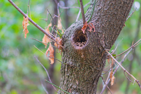 Photo of a tree trunk. The bark of the trunk is infested with pests. Bark destroyed by weather. Cracks and lichens on the surface of the trunk. Wood skin of tree textureの写真素材