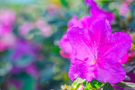 Rhododendron indicum is an azalea Rhododendron species native to Japan. Kirishima-tsutsuji. A beautiful spring flower in shades of purpleの写真素材