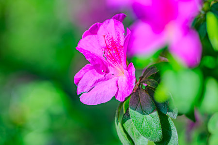 Rhododendron indicum is an azalea Rhododendron species native to Japan. Kirishima-tsutsuji. A beautiful spring flower in shades of purpleの写真素材
