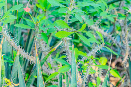 Cactus plant Alluaudia procera in garden. Alluaudia procera cactus -deciduous succulent plant from Madagascarの写真素材