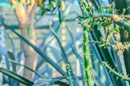 Closeup succulents cactus plants Euphorbia Aeruginosa Miniature saguaro Tiger pear, Opuntia aurantiaca, commonly known as tiger-pear, jointed cactus or jointed prickly-pear cactus from South Americaの写真素材