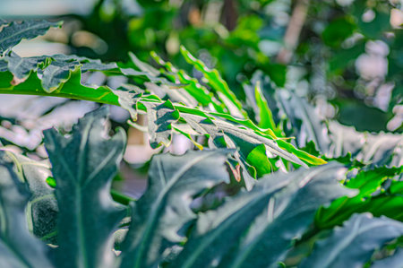 Green leaves philodendron selloum mature form in garden. Philodendron Bipinnatifidum or Philodendron selloum, grown in pots.の写真素材