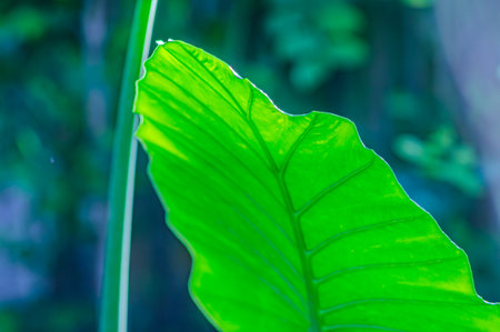 big green leaves on a branch close-up, background blurred sunny evening forest. big green leaf