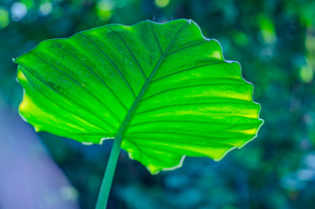big green leaves on a branch close-up, background blurred sunny evening forest. big green leaf