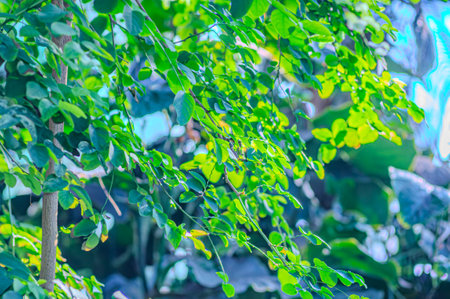 Natural green leaves plants using as spring ecology greenery. Closeup shot of fresh green leaf of...