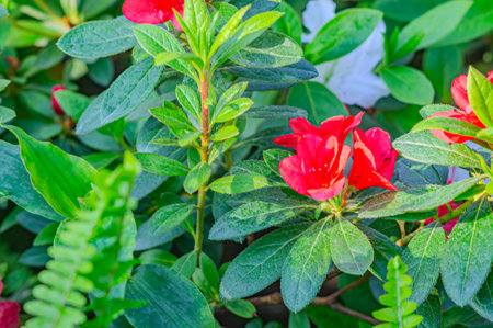 Azalea flowers with a strong red color. Blooming pink azalea flowers close up nature spring background. floral background lush fresh azalea flowers. Beautiful Rhododendron. springtime in botanicalの写真素材