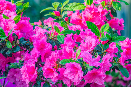 Rhododendron indicum is an azalea Rhododendron species native to Japan. Kirishima-tsutsuji. A beautiful spring flower in shades of purpleの写真素材