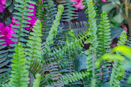 a fern leaf on a moss bed. A fern in the rainforest. In mossy forest. Mossy forest fern. Fern leaves in mossy forestの写真素材