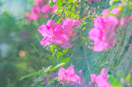 Rhododendron indicum is an azalea Rhododendron species native to Japan. Kirishima-tsutsuji. A beautiful spring flower in shades of purpleの写真素材