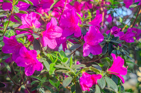 Rhododendron indicum is an azalea Rhododendron species native to Japan. Kirishima-tsutsuji. A beautiful spring flower in shades of purpleの写真素材