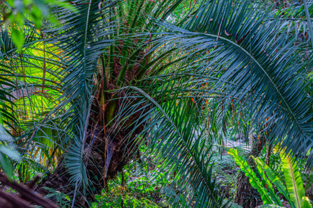 texture and detail of palm tree bark in a park. tropical palm trunk as background. The trunk of a palm tree in a tropical jungle close up on the greenの写真素材