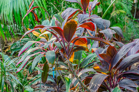 broad leaf palm, grass, nature, beautiful, natural, Ti plant or Cordyline fruticosa as a remedy for constipationの写真素材