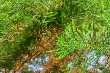 Norfolk Island pine. Araucaria heterophylla, green leaves background. It's also known as star pine,...