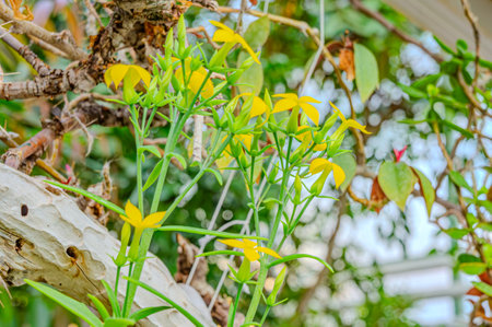 Yellow bell flowers of the hardy climber, Clematis tangutica 'Lambton Park'. Flowers are larger than the species. Clematis tangutica, in flowerの写真素材