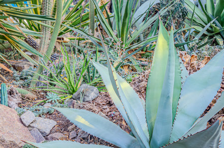 Agave leaves. Age-old plant or aloe. Attractive glaucous-gray leaves of Agave attenuata, Foxtail agave, natural floral background. Sowing landscape fertile land agave plantation tequila liquor mezcal.の写真素材