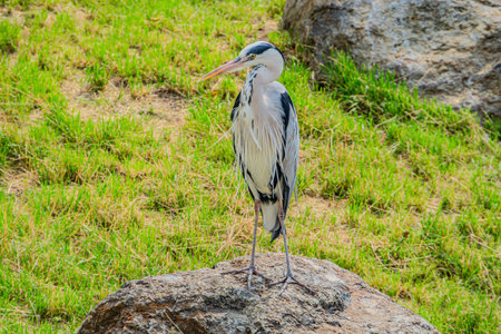 Gray heron standing on the rock in the park, Thailand.の写真素材