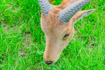 Portrait of a mouflon on green grass, Thailand.の写真素材