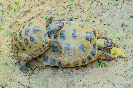 African spurred tortoise (Geochelone sulcata)の写真素材