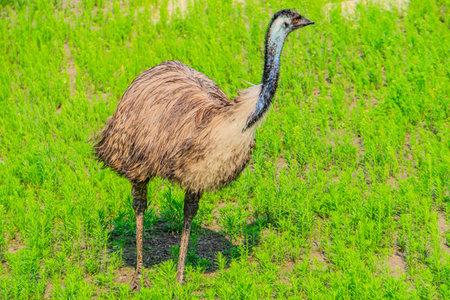 Emu bird in the field, Thailand. (Struthio camelus)の写真素材