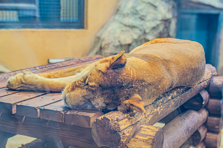Lioness sleeping on a wooden platform in a zoo, Thailand.の写真素材