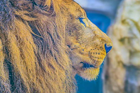 Portrait of a male lion in a zoo, close-up