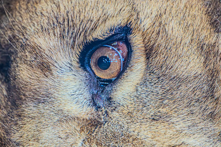 Close up of cat eye, Thailand. (Selective focus)の写真素材