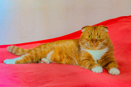 ginger cat lying on the red sofa in the room, closeup of photoの写真素材